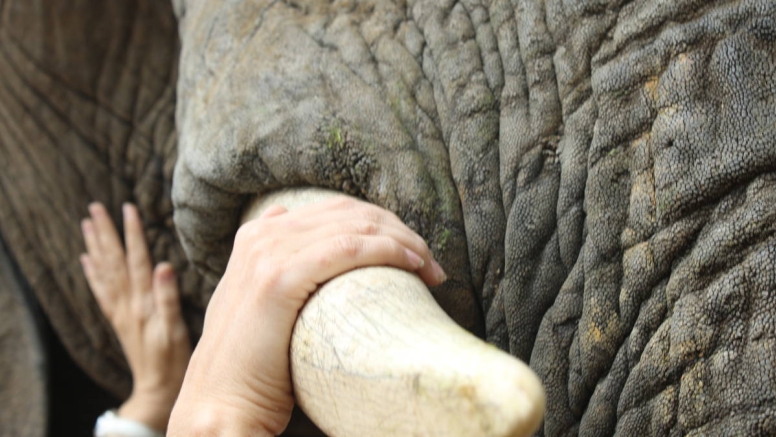 Elephant Moments at Jabulani Safari image 9