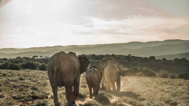 Addo Elephant Park Full Day Safari image 1