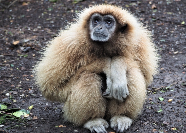 Monkeyland and Jukani Wildlife Sanctuary image 6