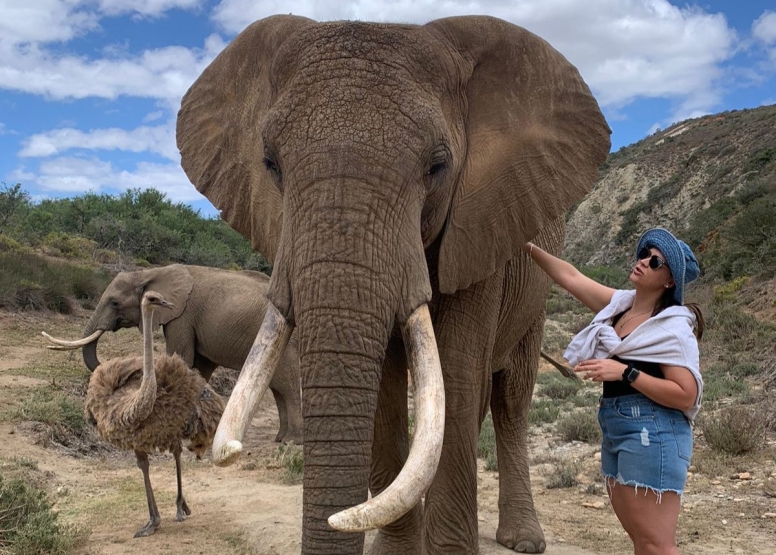 Elephant Interaction Mossel Bay image 1