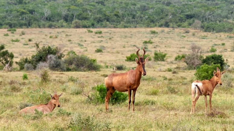 Addo Park & Schotia Safari image 3