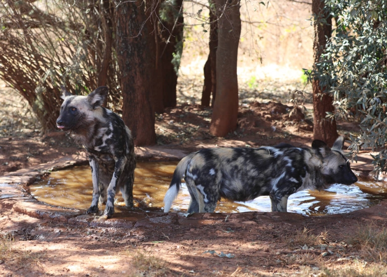 Savannah Trail Guided Walk Bothongo Rhino and Lion Nature Reserve image 8