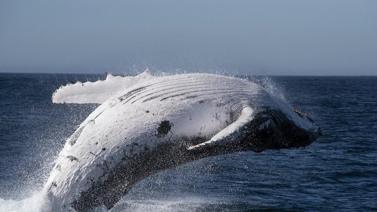 Knysna Whale Watching - Close Encounters image 7
