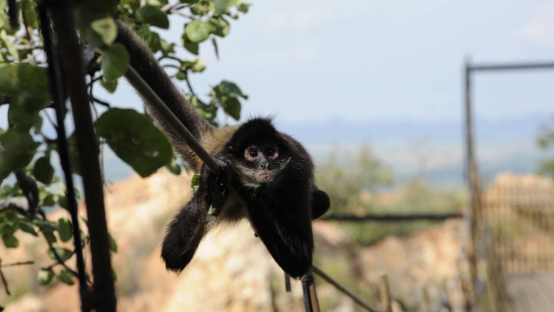 Harties Monkey Sanctuary Feeding Tour image 3