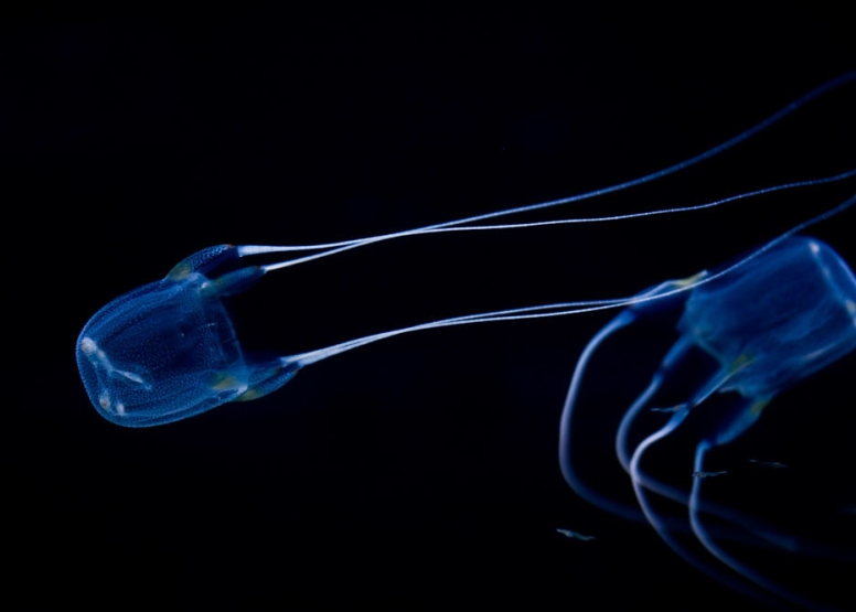 Two Oceans Aquarium Day Visit image 6