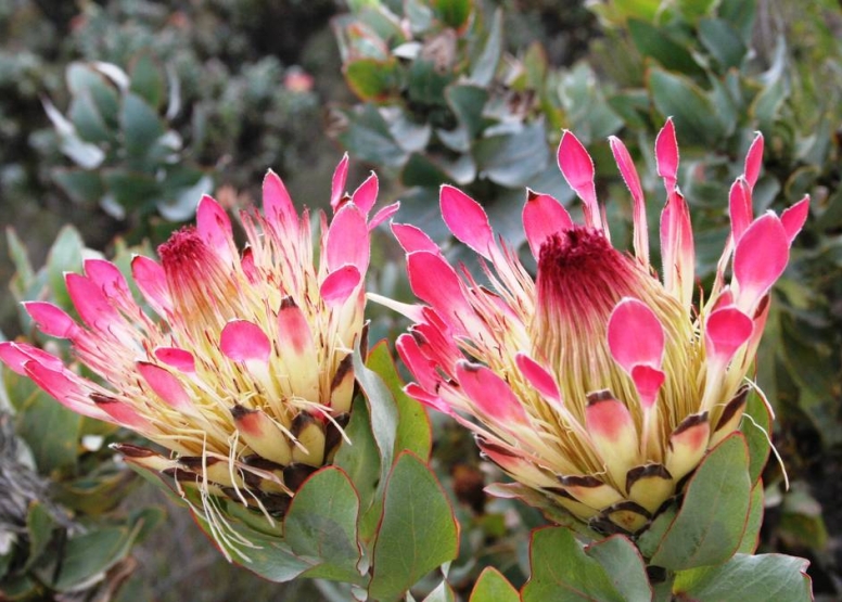 Swartberg Circular Route image 5