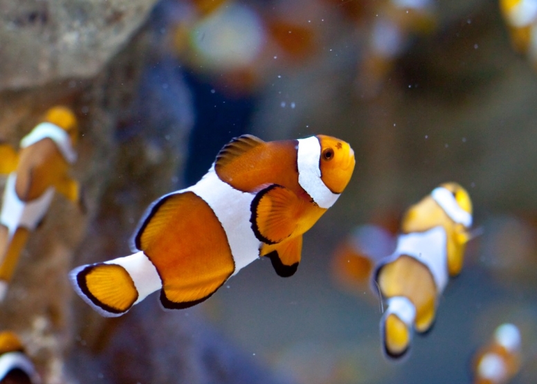 Two Oceans Aquarium Day Visit image 3