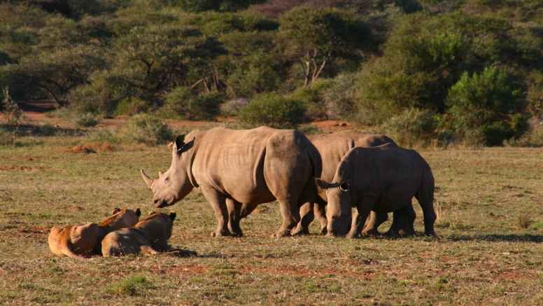 Game Drive Bakubung Gate SADC Citizen image 12