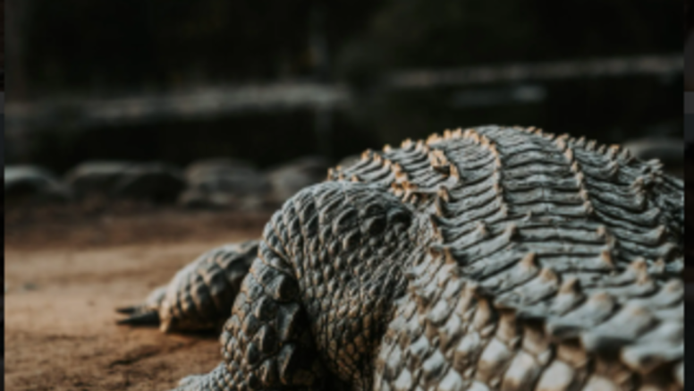 1 Hour Guided Crocodile Tour image 2