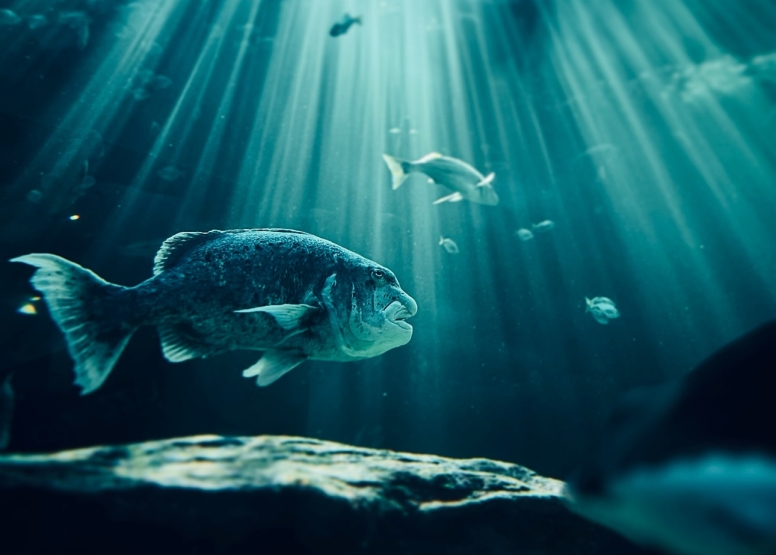 Two Oceans Aquarium Day Visit image 2