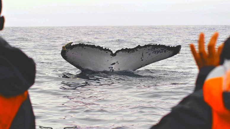 Whale & Dolphin Watching image 2