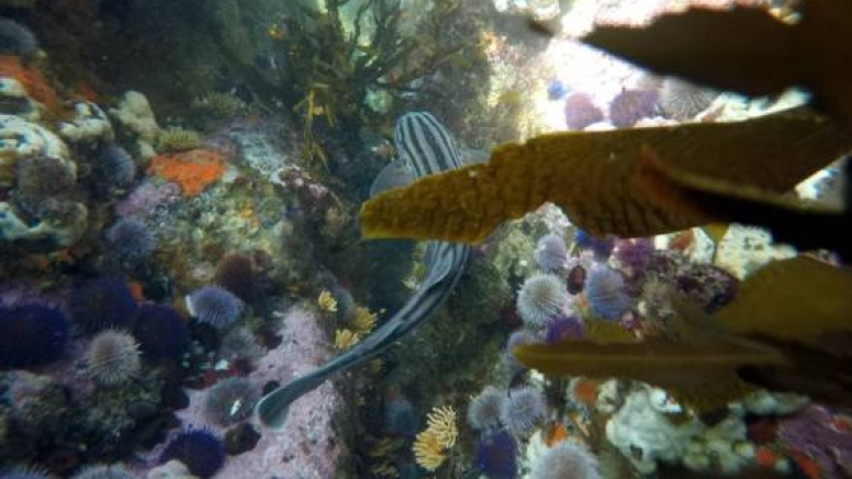 Great African Sea Forest Single Scuba Dive Boat Entry image 8