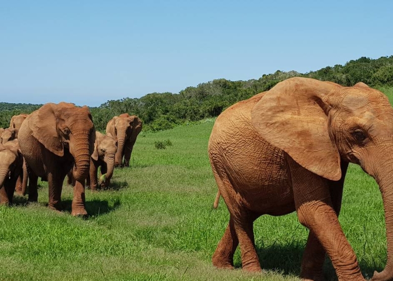 Full Day Addo Elephant Park Safari image 2