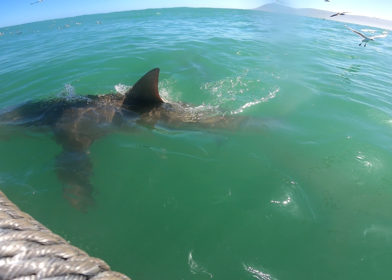 Abseil Shark Cage Diving and Whale Watching Adventure Combo Cape Town image 11