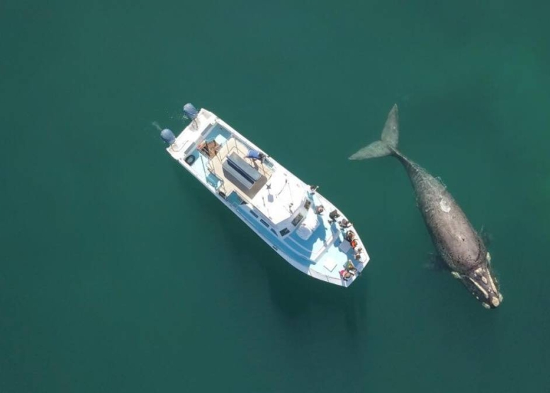 Abseil Shark Cage Diving and Whale Watching Adventure Combo Cape Town image 5