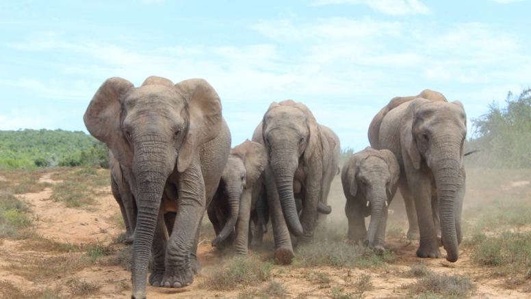 Full Day Addo Elephant Park Safari image 1