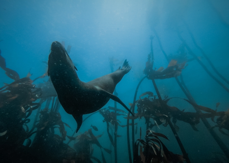Freedive or snorkel with Seals Simon's Town image 1