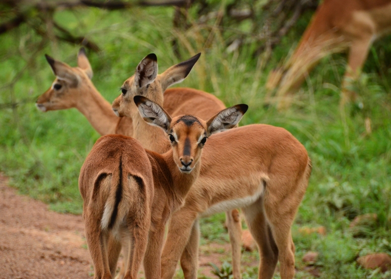 Game Drive Bakubung Gate SA Residents image 9
