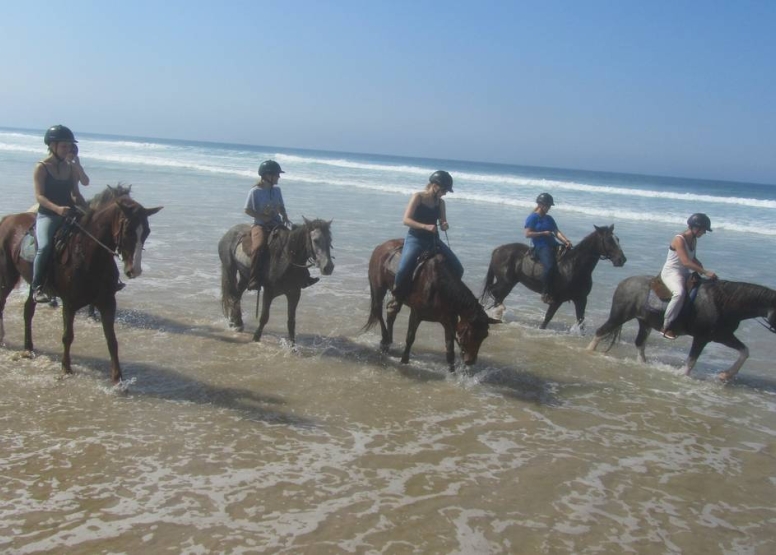Beach Horse Trail Beginners image 3