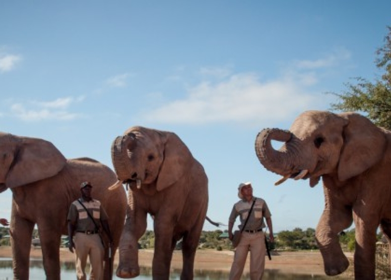 Elephant Observation and Experience image 1
