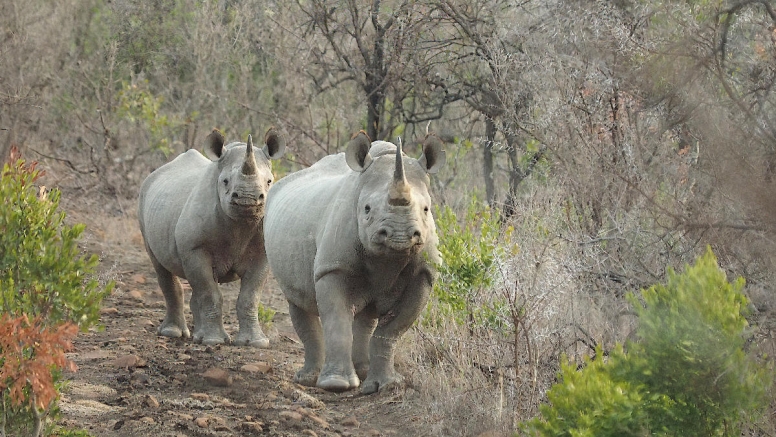 LION SAFARI PACKAGE 3D/2N image 6