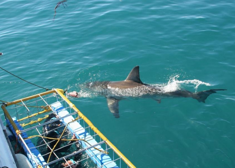 Shark Cage Diving Full Day image 1