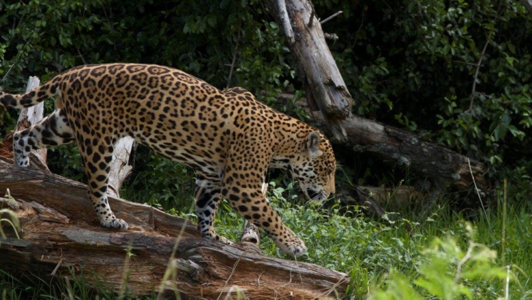 Jukani Wildlife Sanctuary image 8
