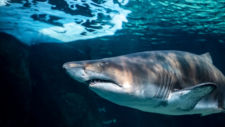 Two Oceans Aquarium Day Visit image 11