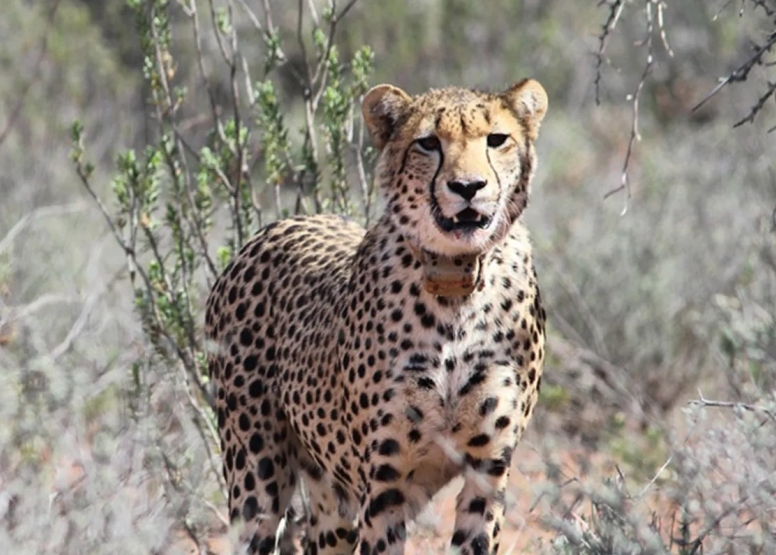 Free Roaming Cheetah Experience image 6