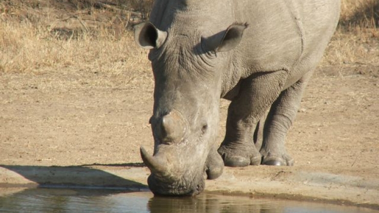 Rhino 4 day safari image 1