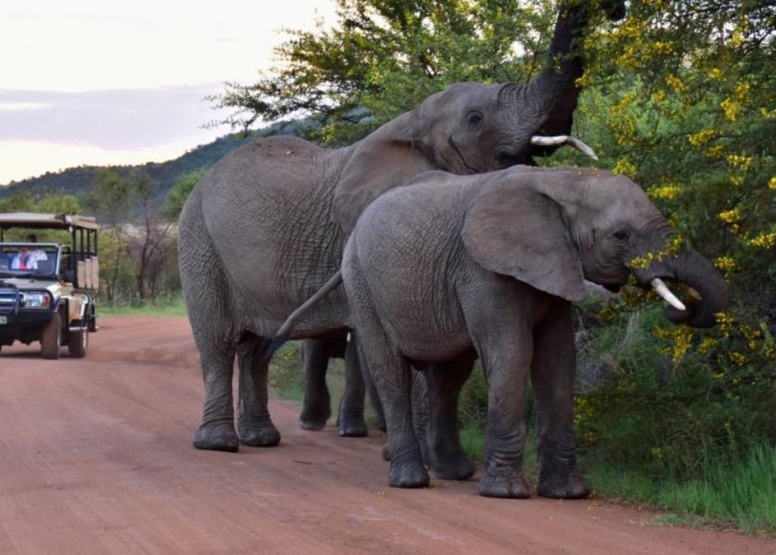 Scheduled Game Drive Manyane Gate Pilanesberg Game Reserve image 6