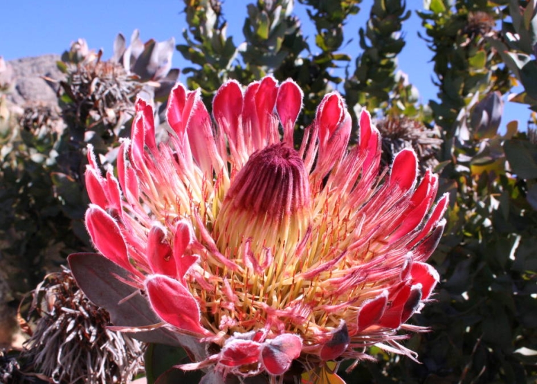 Swartberg Hiking Trail image 1