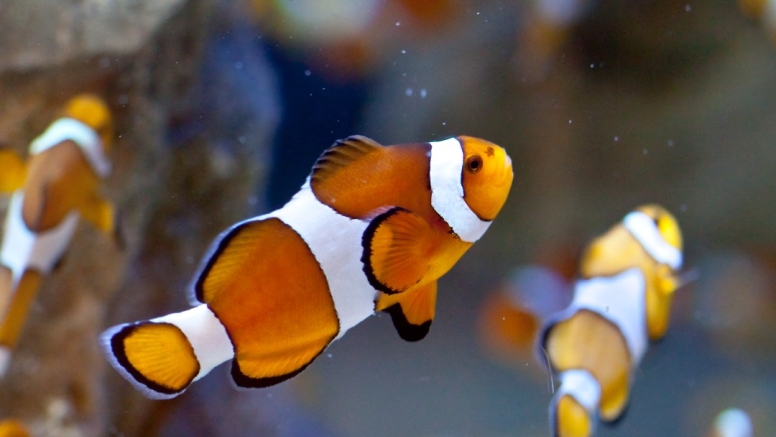 Two Oceans Aquarium Day Visit image 3