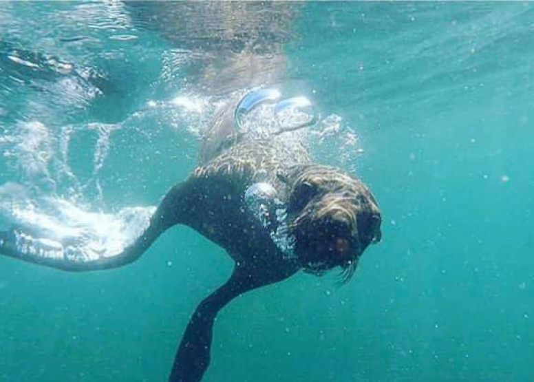 Seal Snorkeling with Cape Town Bucket List image 2