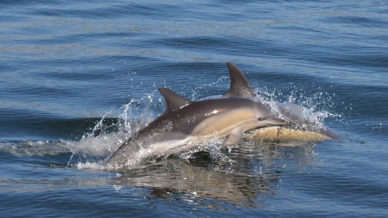 Whale and dolphin watching tour image 5