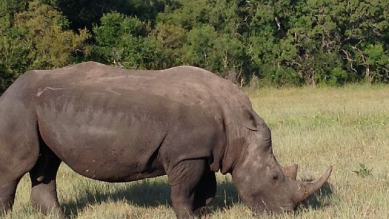 Rhino 4 day safari image 5