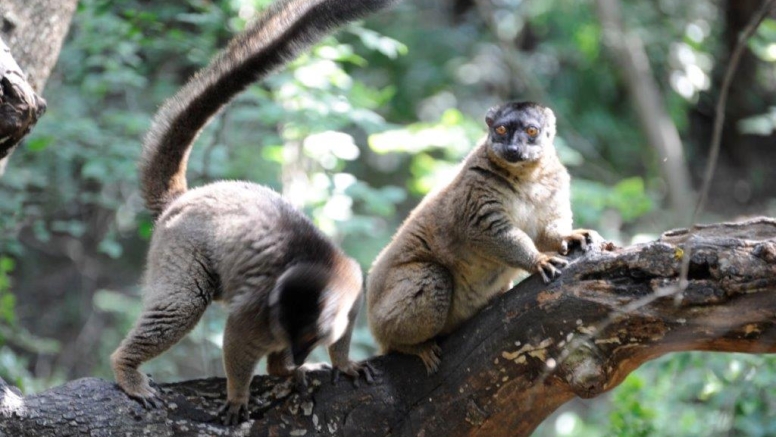 Harties Monkey Sanctuary Feeding Tour image 2