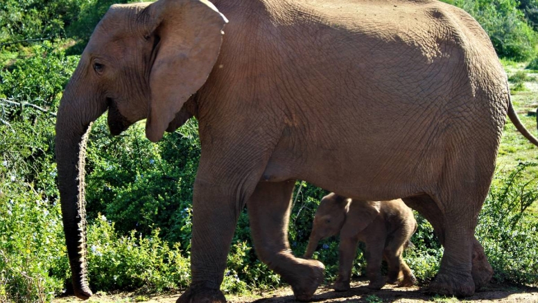 Xclusive Full Day Addo National Park Safari image 3