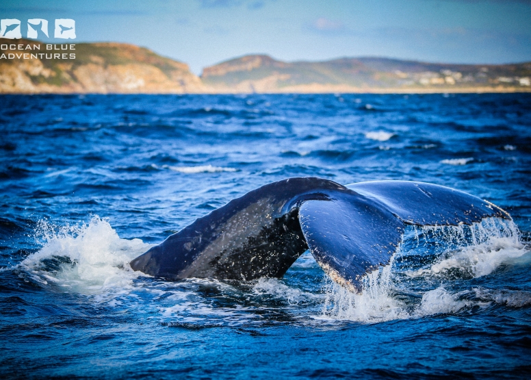 Whale Watching Encounter image 1