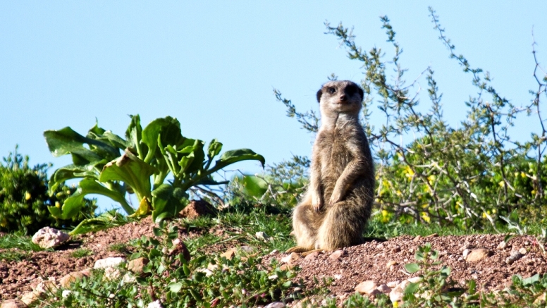 Meerkat Safaris image 1