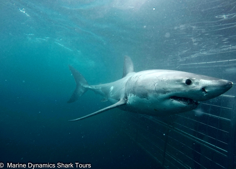 Shark Cage Diving Gansbaai with return transfer from Cape Town image 1