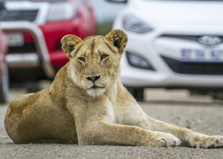 2 Hour Guided Safari Lion & Safari PArk image 9