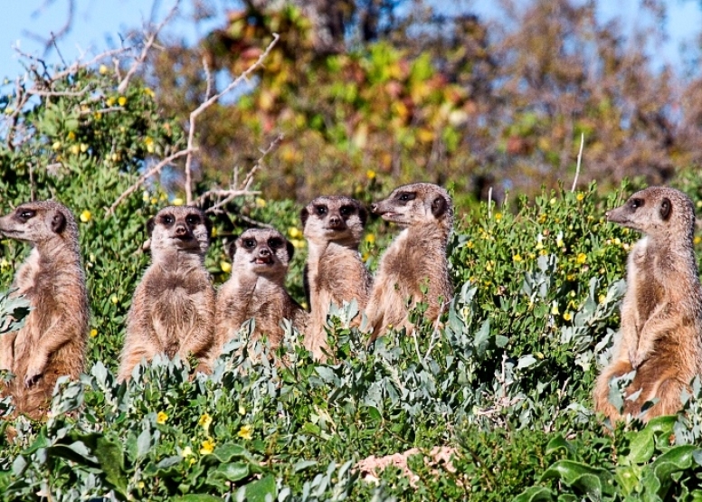 Meerkat Safaris image 3