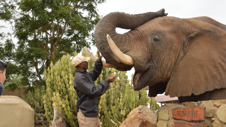 Elephant Moments at Jabulani Safari image 1