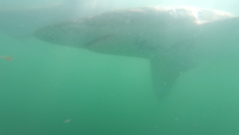 Abseil Shark Cage Diving and Whale Watching Adventure Combo Cape Town image 4