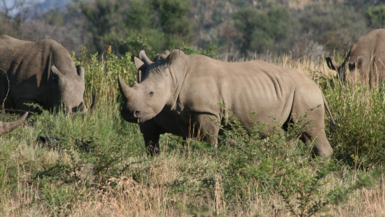 4 Day Encounter - The Kruger Park image 5