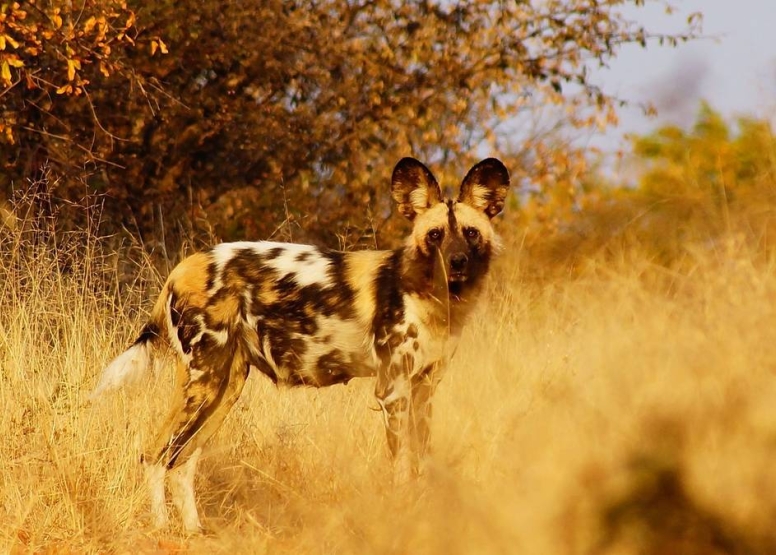 3 Hour Kruger Game Drive image 2