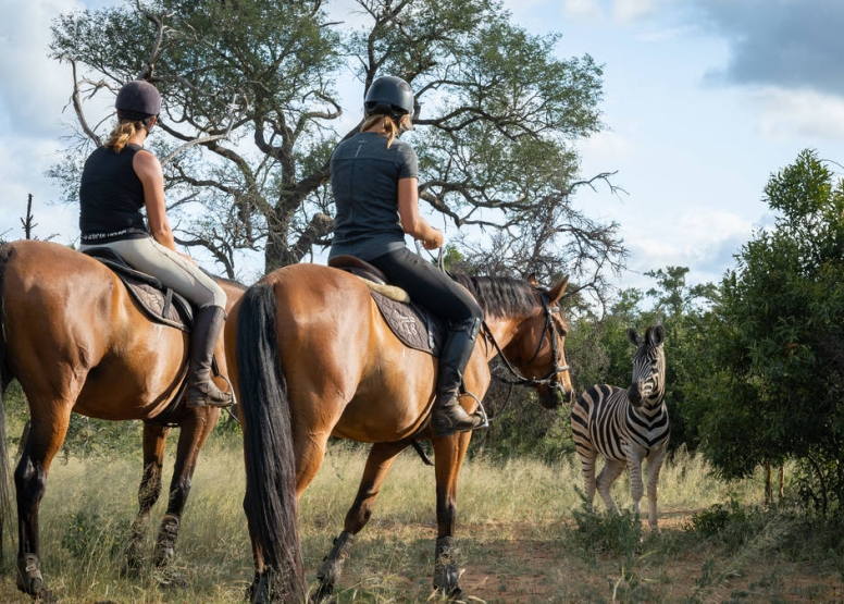 1 Hour Horseback Trail Hoedspruit image 2