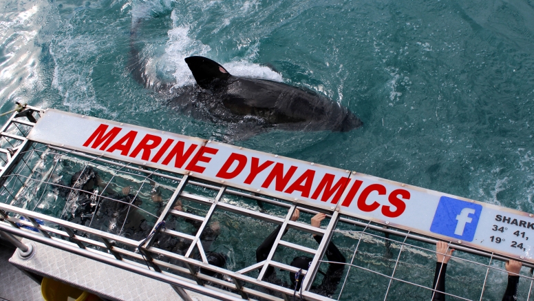 Shark Cage Diving Gansbaai with return transfer from Hermanus image 1