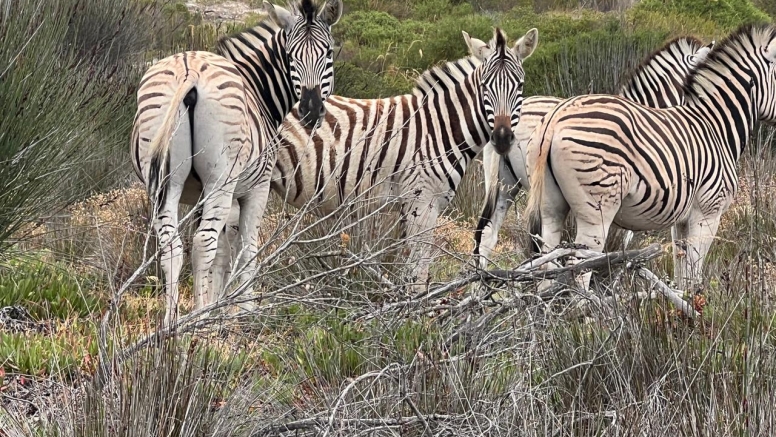 Afternoon Game Drive Yzerfontein image 6